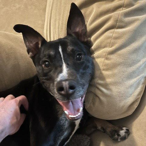 Enlarge Maxine, a Adoptable Terrier in Dallas, TX image 3/3