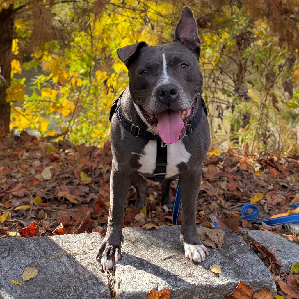 Ox, Adoptable, Senior Male Mixed Breed.