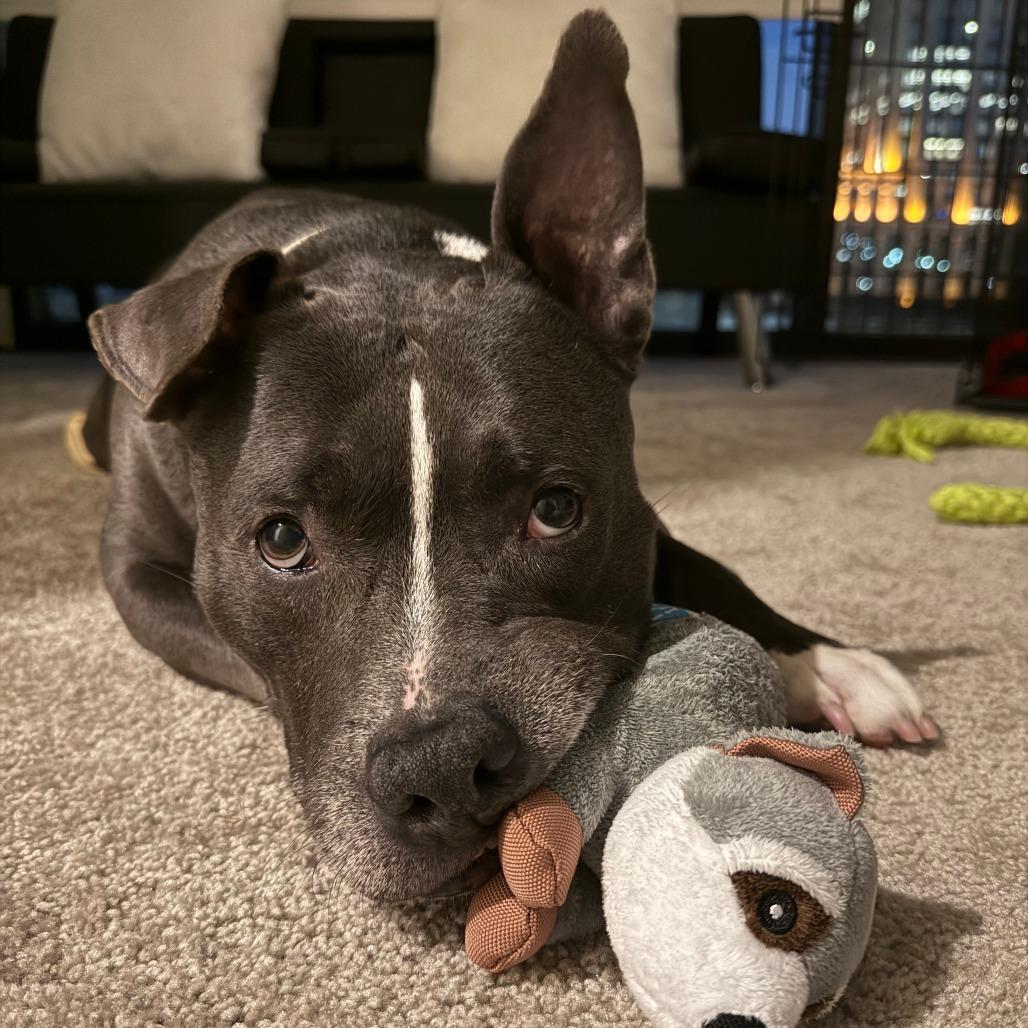 Ox, Adoptable, Senior Male Mixed Breed.