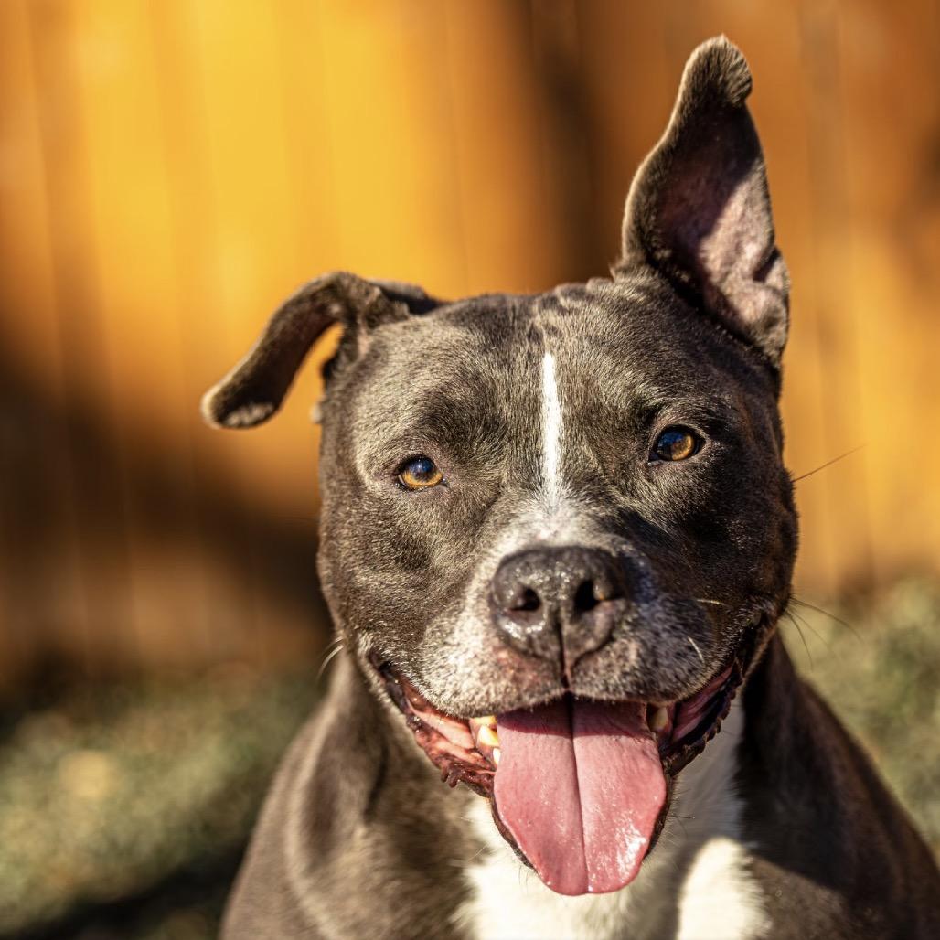 Enlarge Ox, a Adoptable mixed breed in Decatur, GA image 2/6
