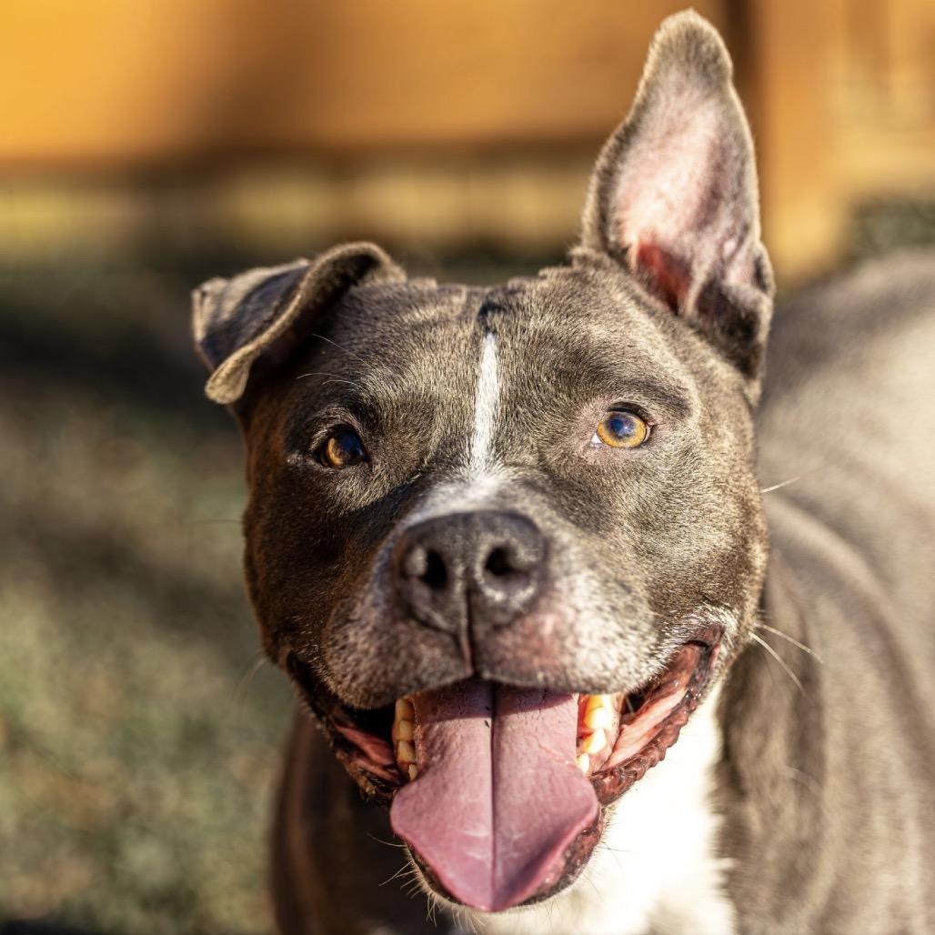 Enlarge Ox, a Adoptable mixed breed in Decatur, GA image 4/6