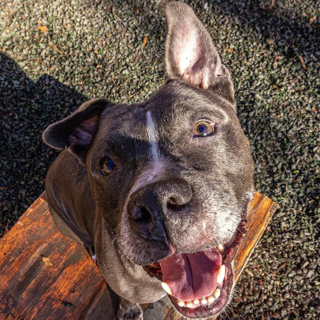 Enlarge Ox, a Adoptable mixed breed in Decatur, GA image 4/6