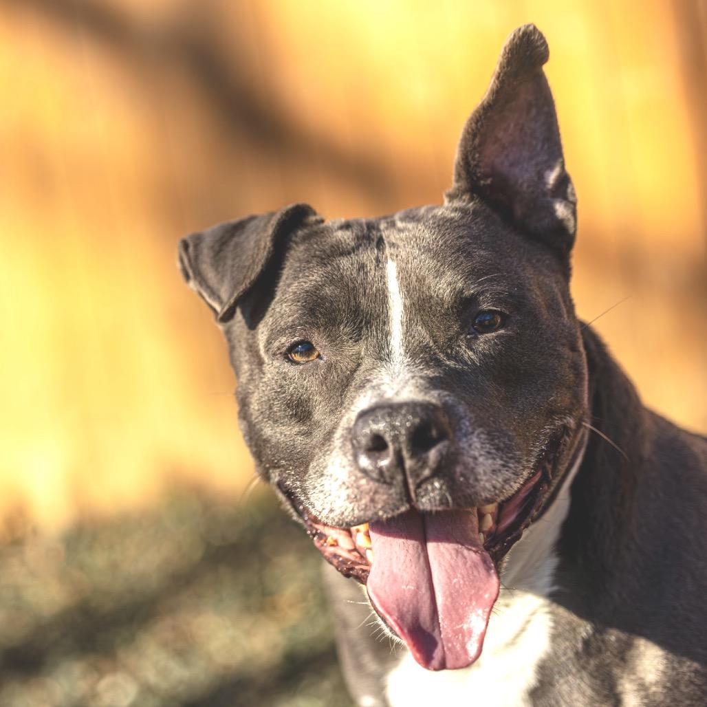 Enlarge Ox, a Adoptable mixed breed in Decatur, GA image 5/6