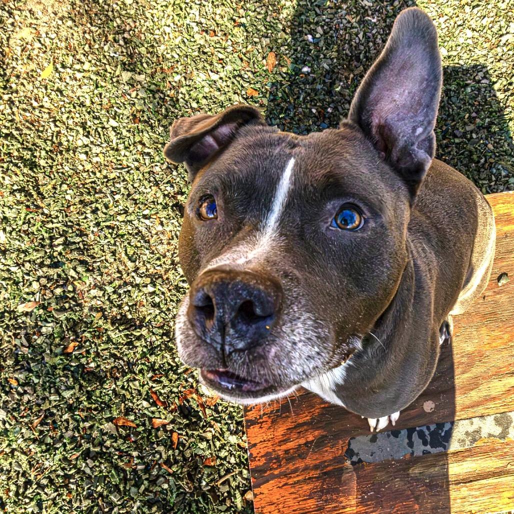 Enlarge Ox, a Adoptable mixed breed in Decatur, GA image 6/6