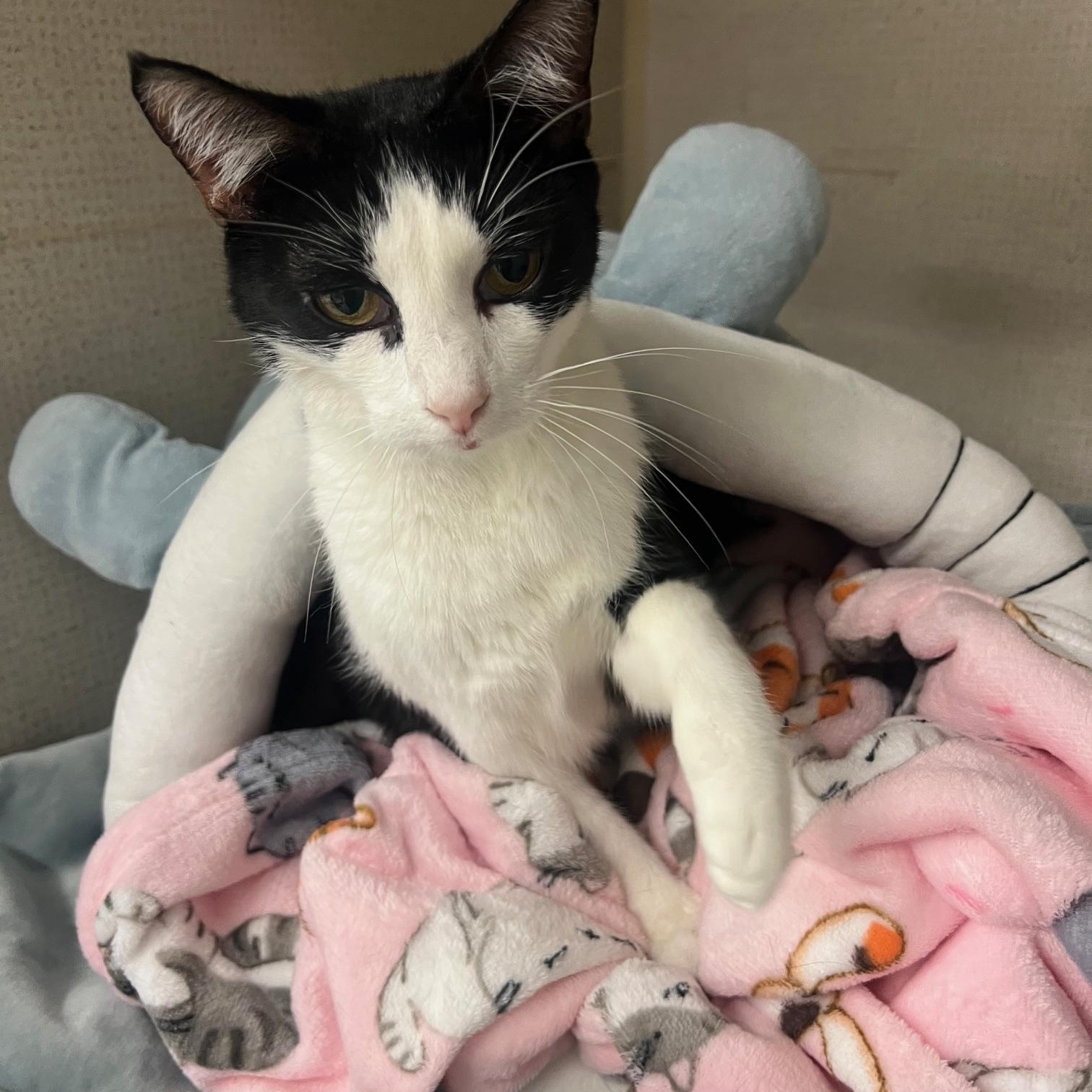 Enlarge Kesha, an adoptable mixed breed in Salem, NH image 2/4