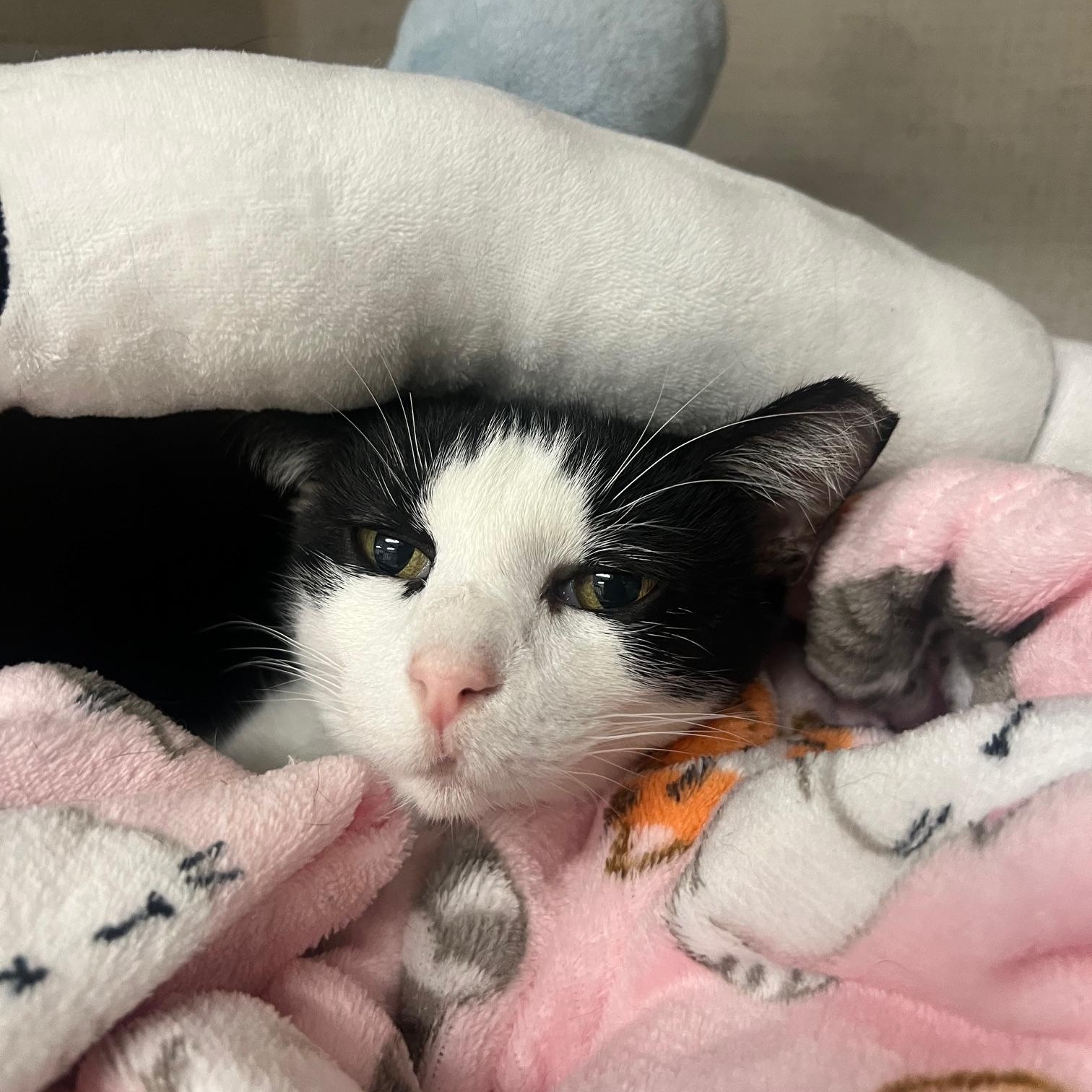 Enlarge Kesha, an adoptable mixed breed in Salem, NH image 4/4