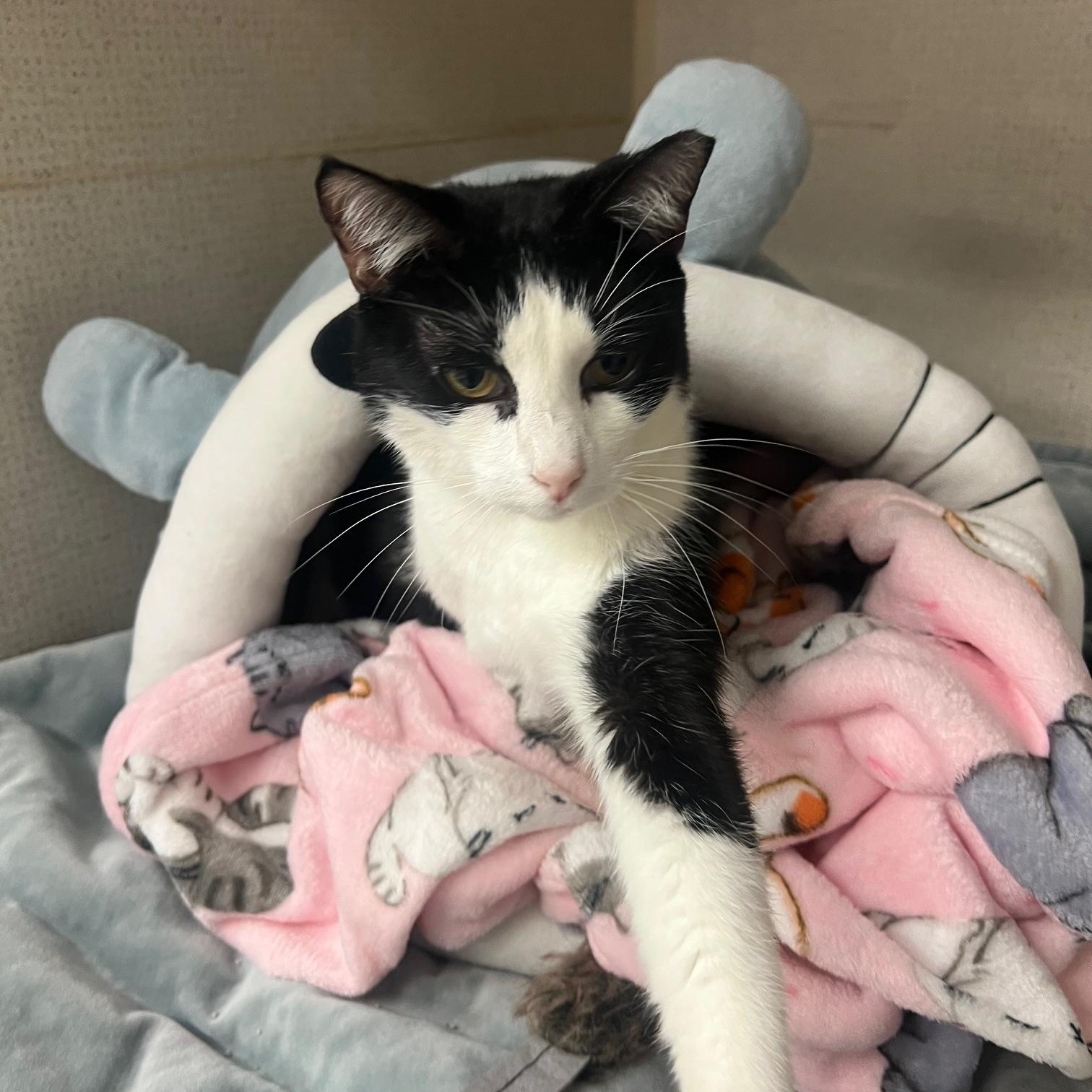 Enlarge Kesha, an adoptable mixed breed in Salem, NH image 3/4