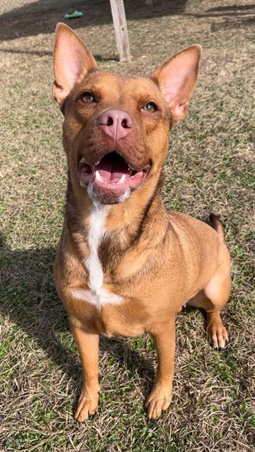 CANELA, Adoptable, Young Female American Bulldog & Rhodesian Ridgeback.