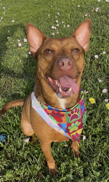 CANELA, Adoptable, Young Female American Bulldog & Rhodesian Ridgeback.
