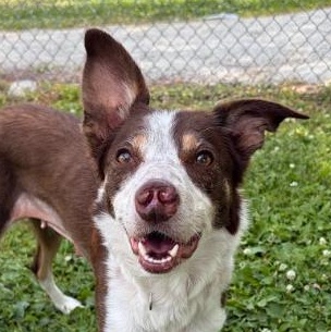 Rosa, ADOPTABLE, Adult Female Border Collie.