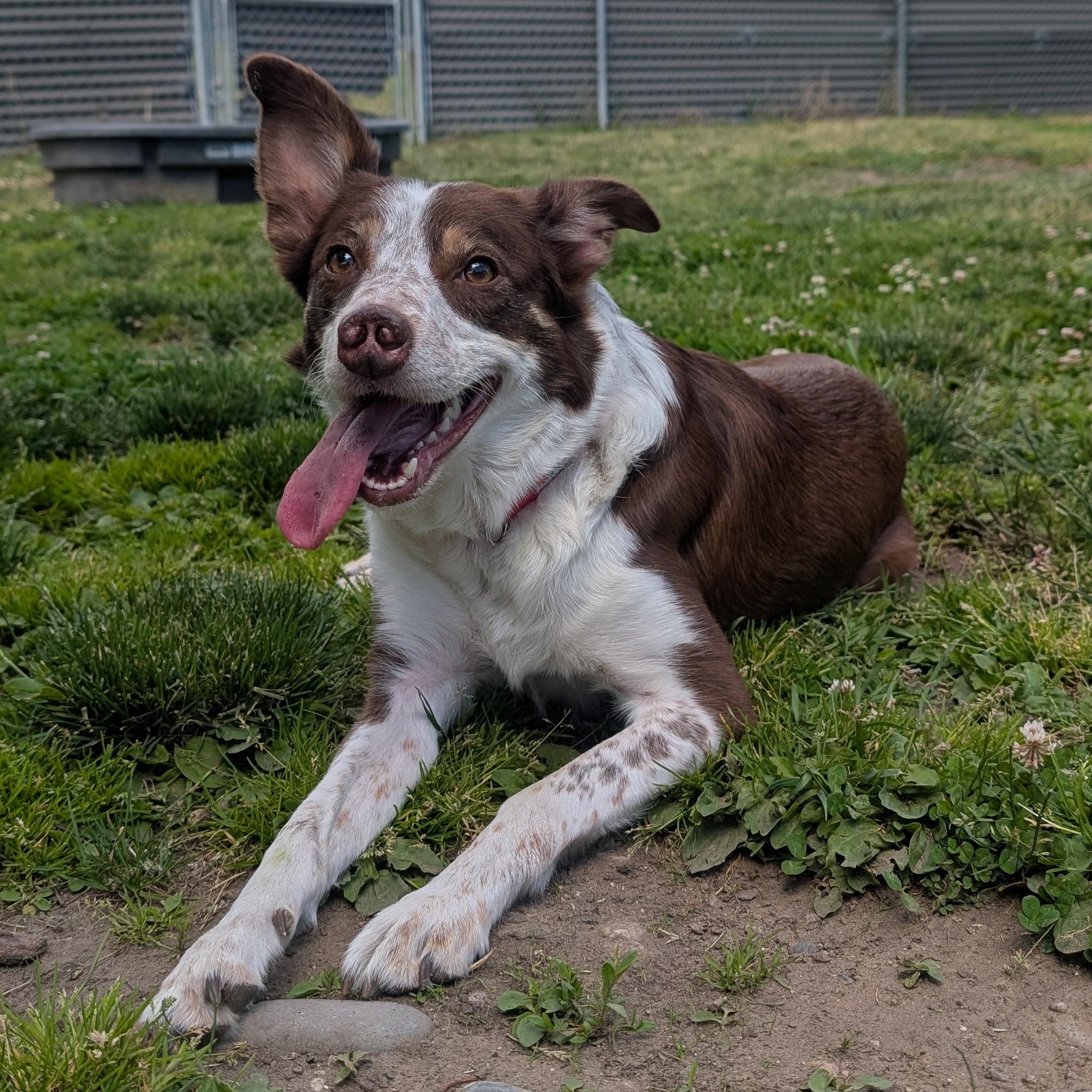 Rosa, a ADOPTABLE mixed breed in Wenatchee, WA image 2/3