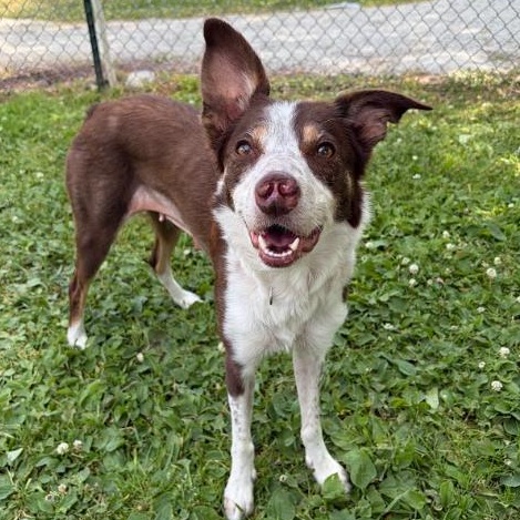 Rosa, a ADOPTABLE mixed breed in Wenatchee, WA image 3/3