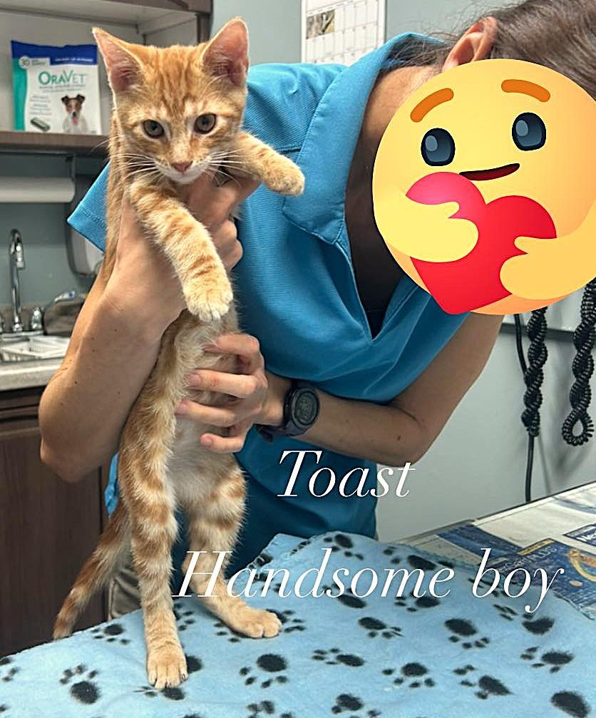 Enlarge Toast, an adopted American Shorthair in Raeford, NC image 1/4