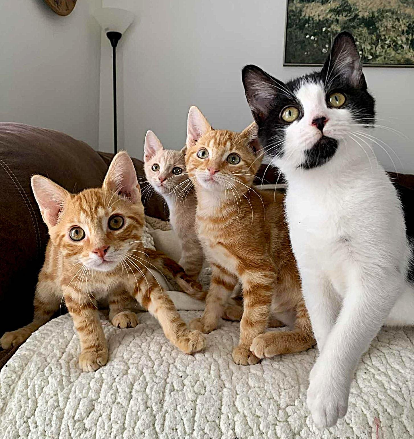 Enlarge Toast, an adopted American Shorthair in Raeford, NC image 2/4