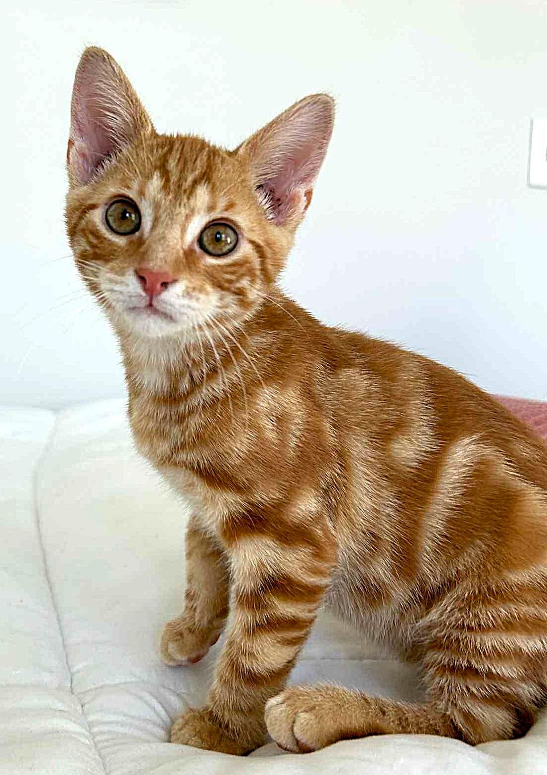 Enlarge Toast, an adopted American Shorthair in Raeford, NC image 4/4
