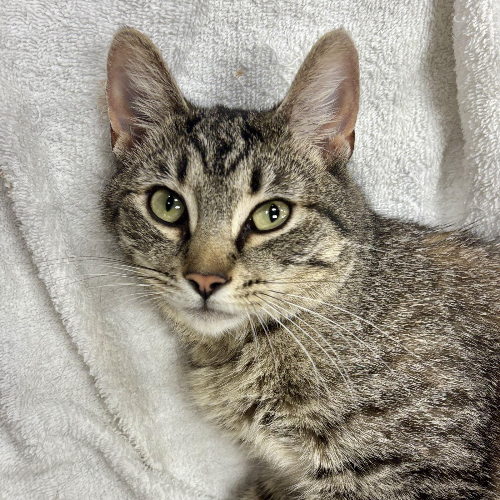 Enlarge Remi, a Adopted Domestic Short Hair in Sonora, CA image 1/1