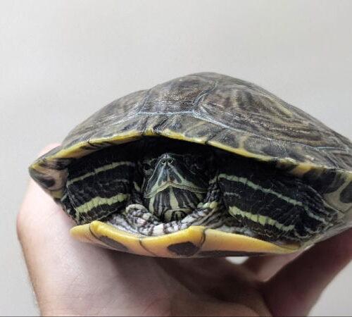 Enlarge Crush, a Adoptable Red-Eared Slider in Pefferlaw, ON image 1/1