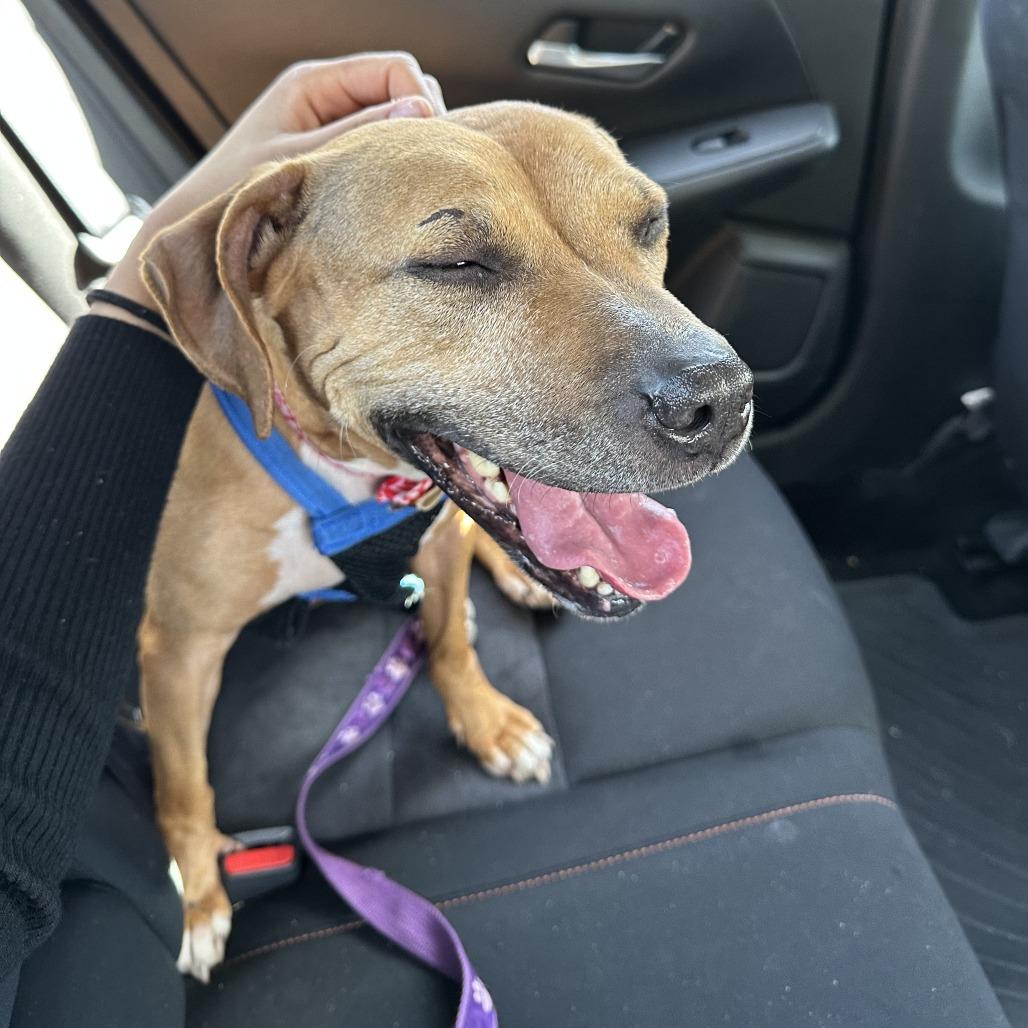 Hot Pot — thumbnail 2