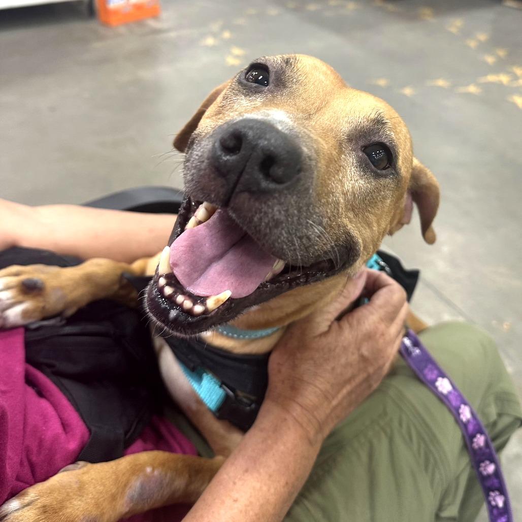 Hot Pot — thumbnail 3