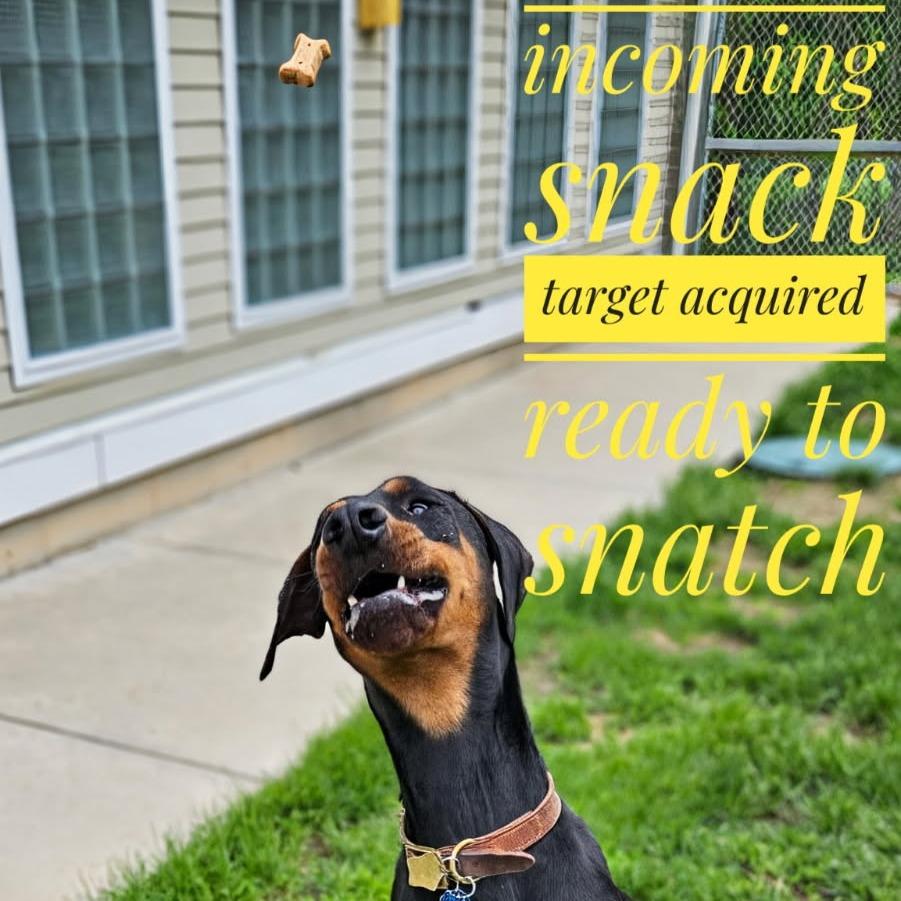 7888 Thunder, Adoptable, Adult Male Doberman Pinscher.