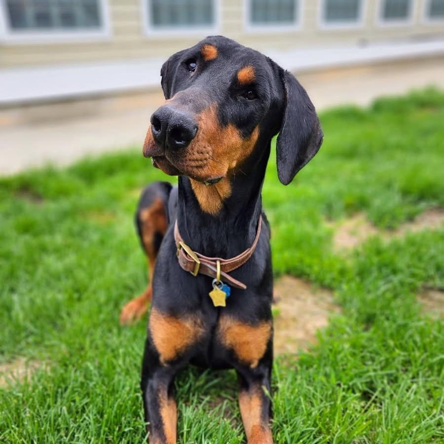 Enlarge 7888 Thunder, a Adoptable Doberman Pinscher in Sandown, NH image 2/3