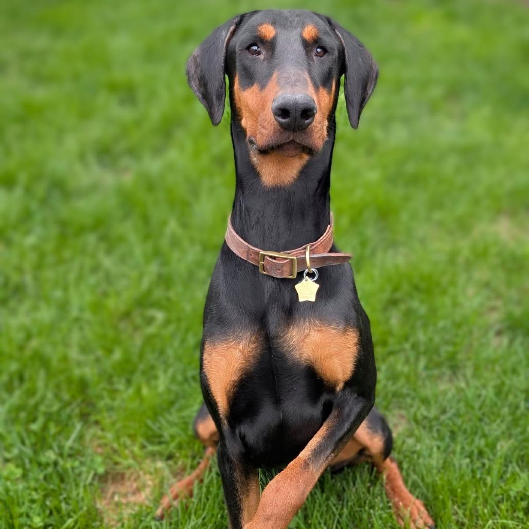 Enlarge 7888 Thunder, a Adoptable Doberman Pinscher in Sandown, NH image 3/3