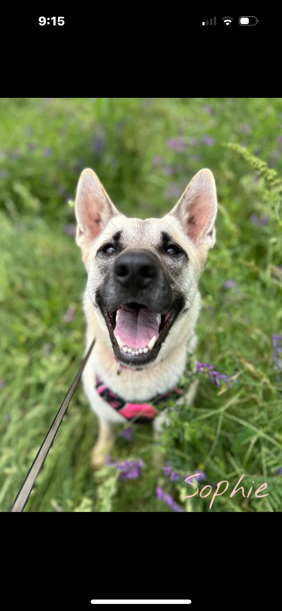 Sophie, a Adoptable mixed breed in Rutherfordton, NC image 1/5