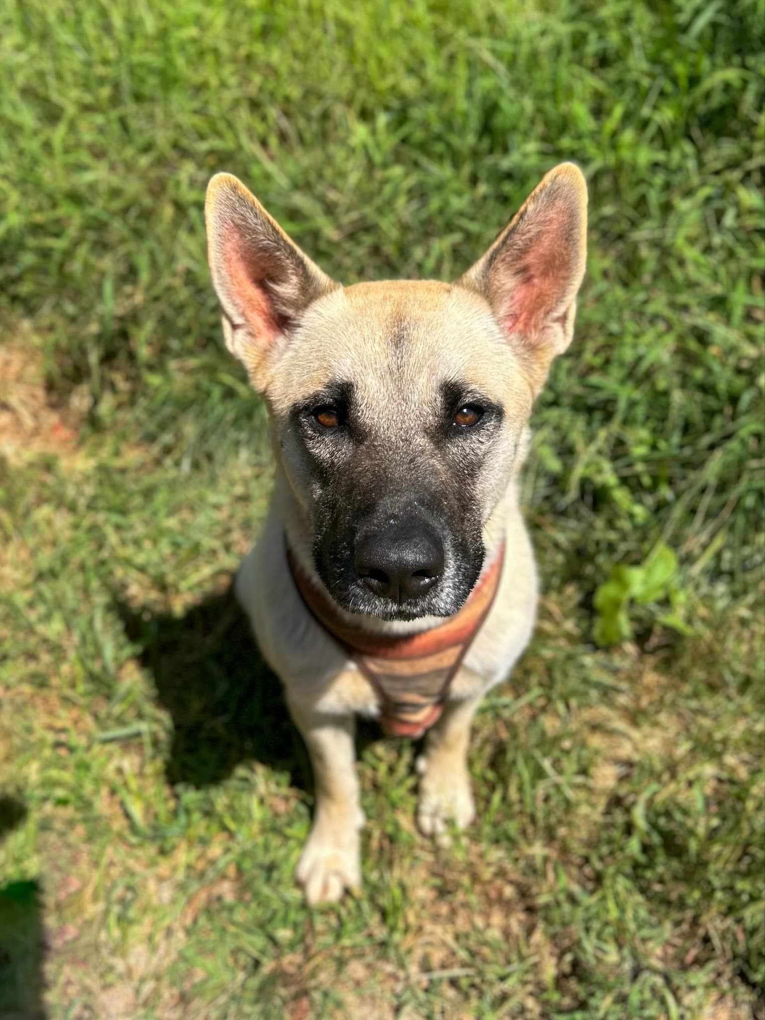 Sophie, a Adoptable mixed breed in Rutherfordton, NC image 3/5