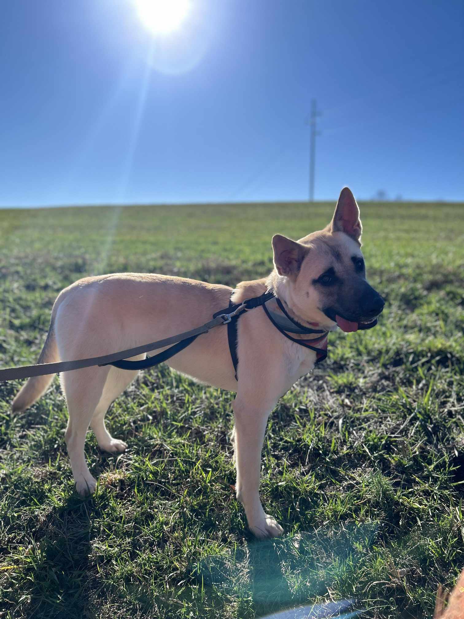 Sophie, a Adoptable mixed breed in Rutherfordton, NC image 2/5