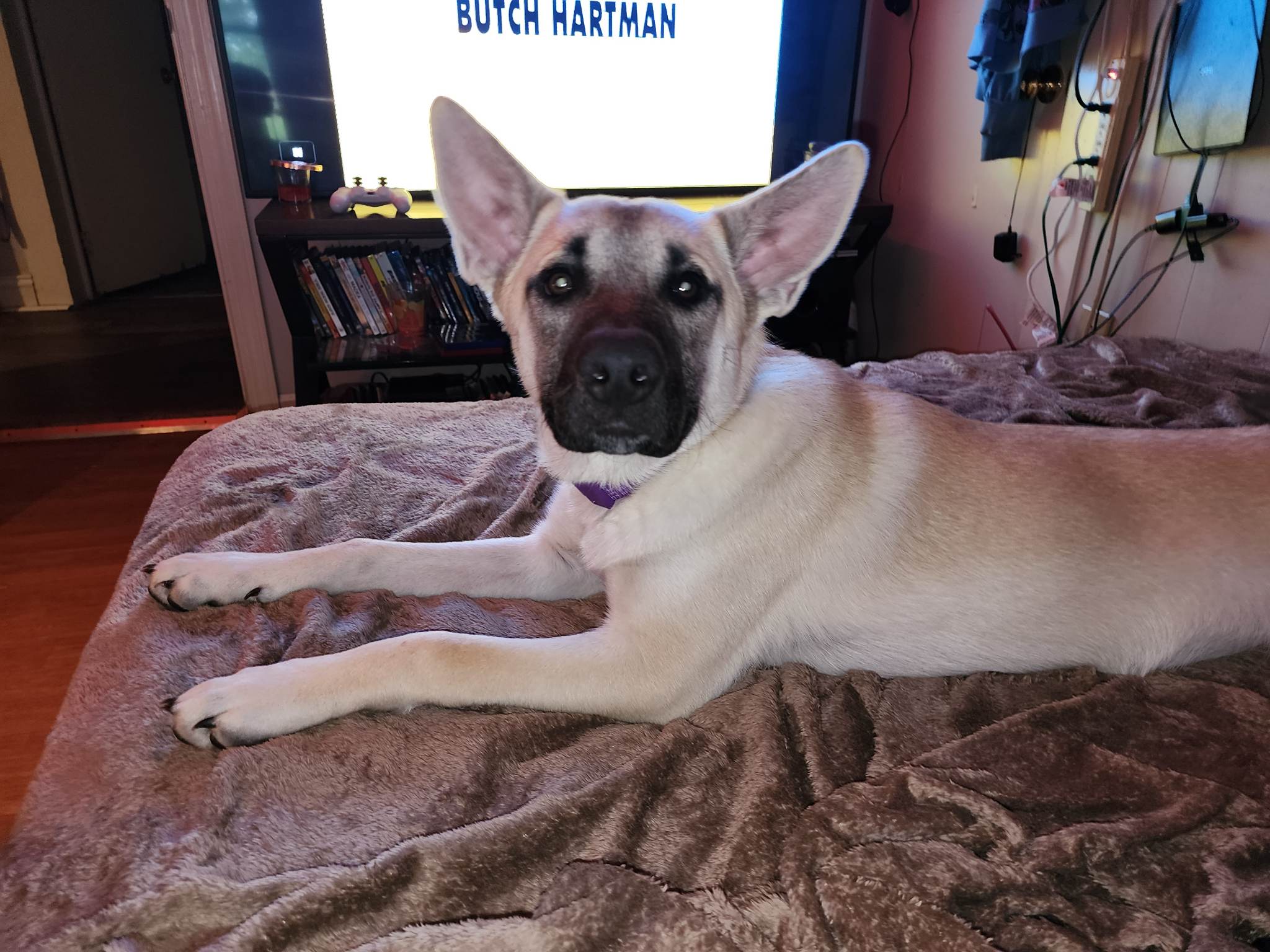 Sophie, a Adoptable mixed breed in Rutherfordton, NC image 5/5