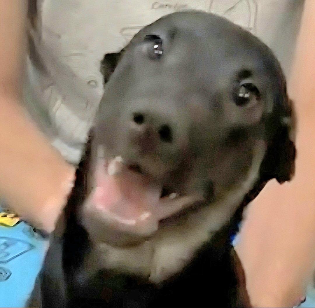 Sushi Lu "the Perfect