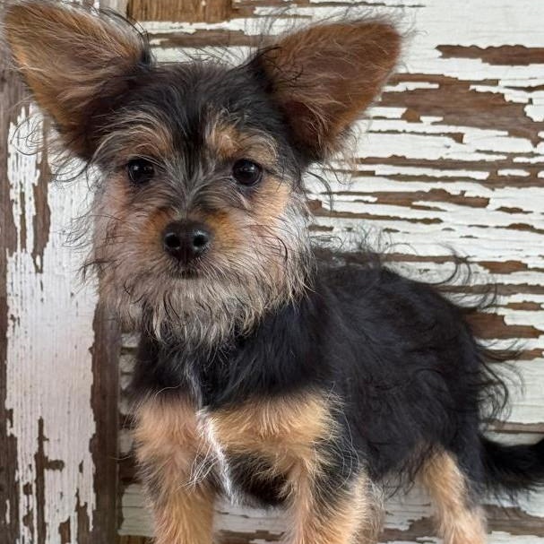Enlarge Alexia, a ADOPTABLE mixed breed in Carrollton, TX image 1/1