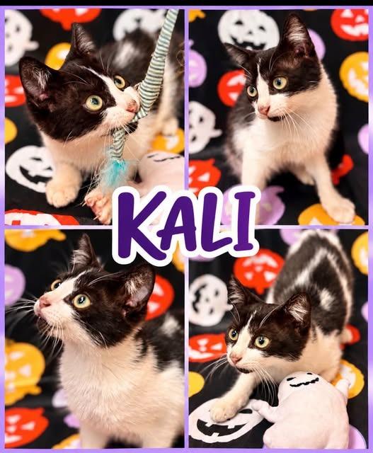 Enlarge Kali, a Adoptable mixed breed in Rensselaer, IN image 1/1