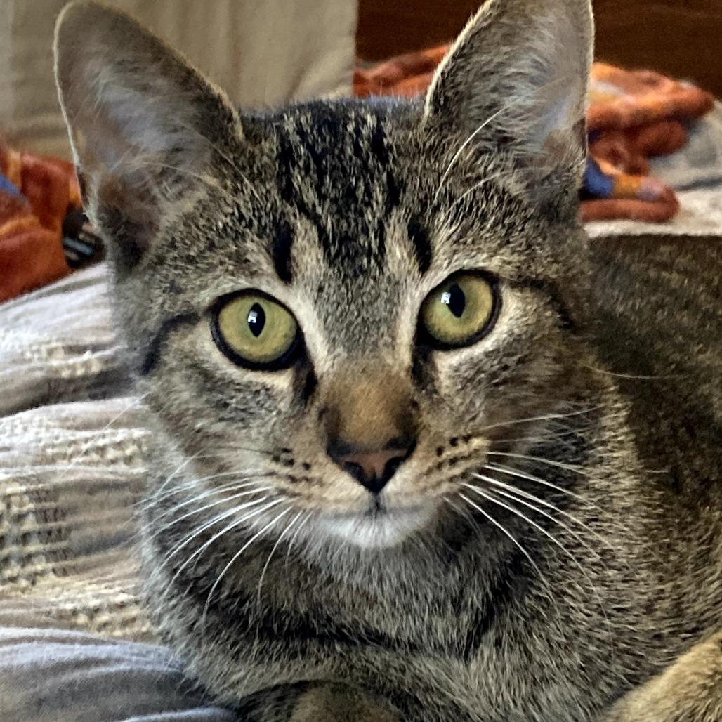 Iggy, Adoptable, Young Male Domestic Short Hair.