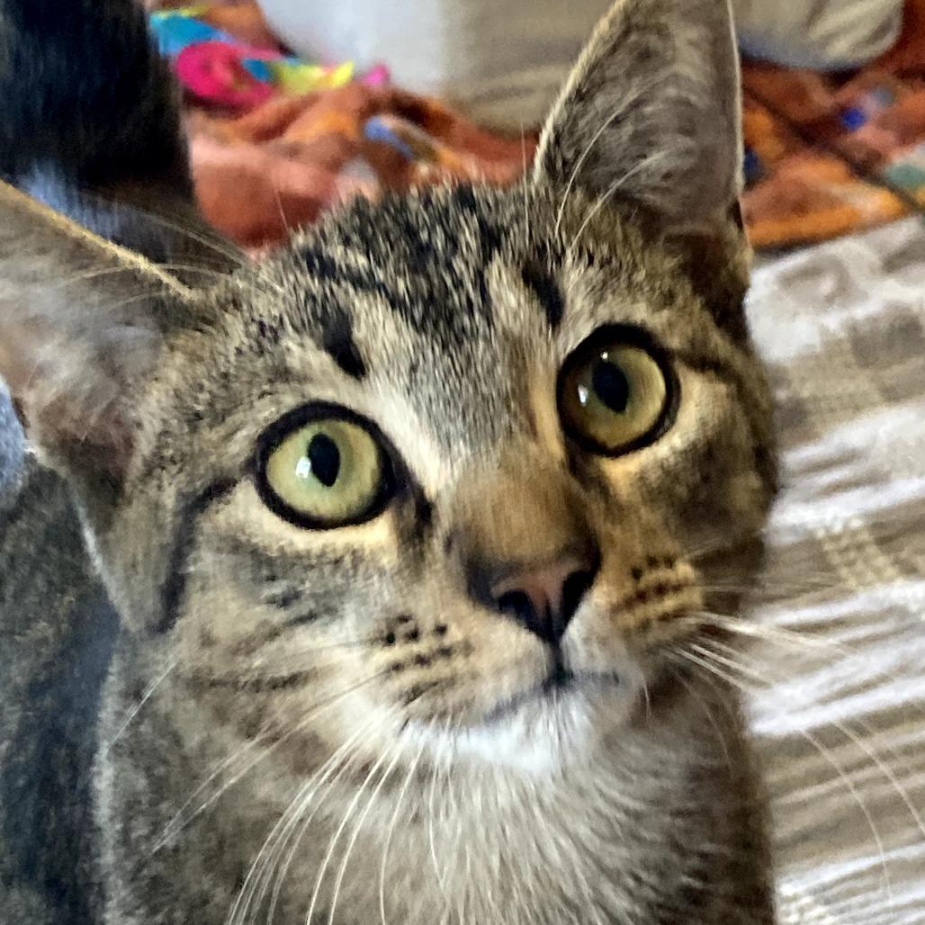 Enlarge Iggy, a Adoptable Domestic Short Hair in Wind Gap, PA image 2/3