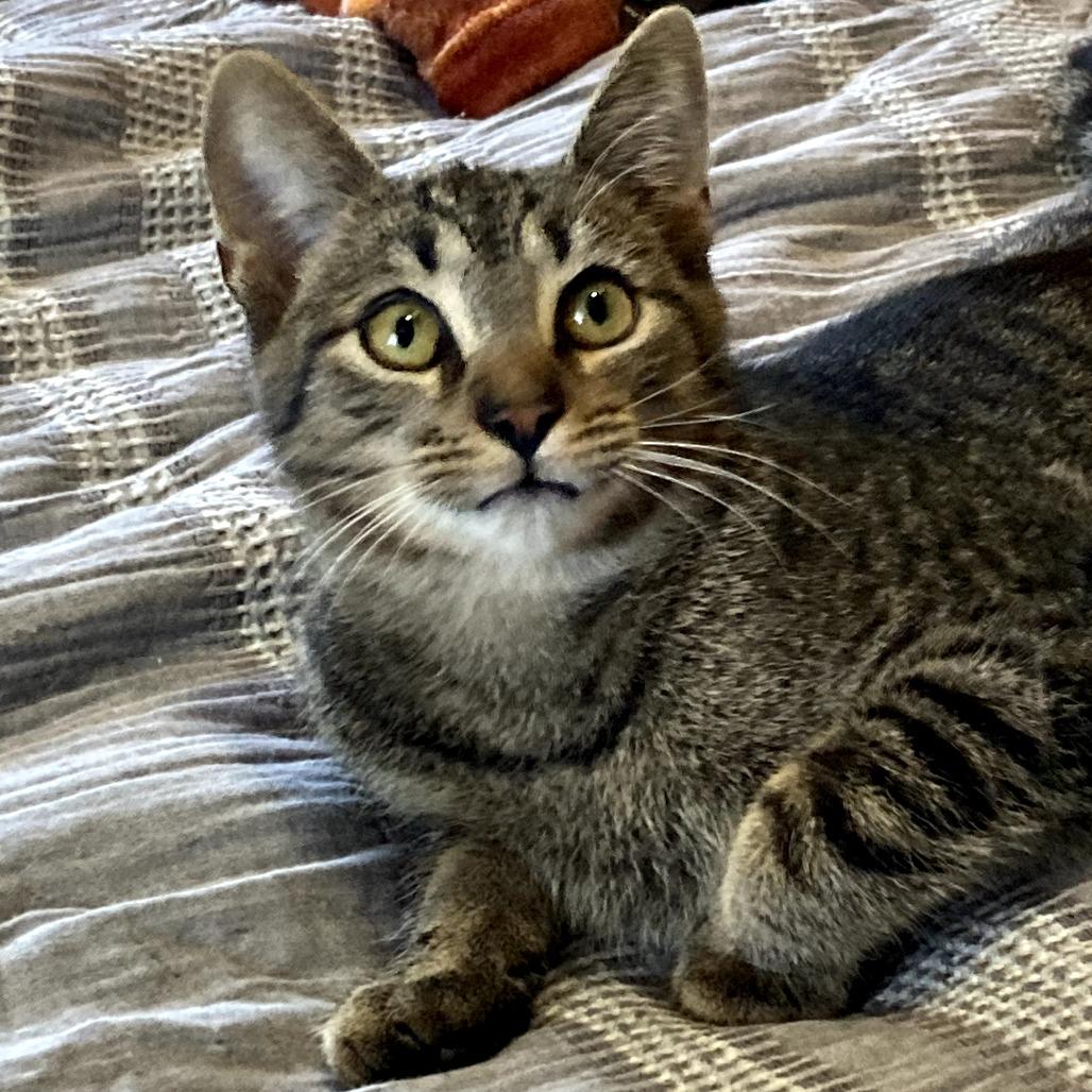 Enlarge Iggy, a Adoptable Domestic Short Hair in Wind Gap, PA image 3/3