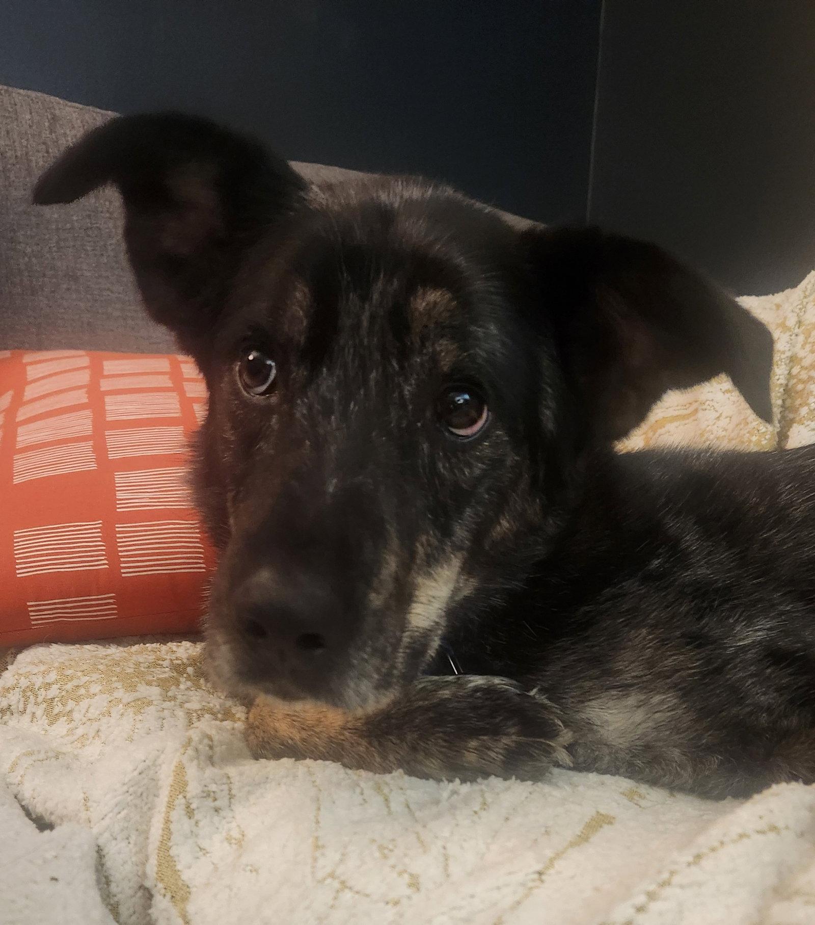 Jake, Adopted, Adult Male Australian Shepherd & Catahoula Leopard Dog.