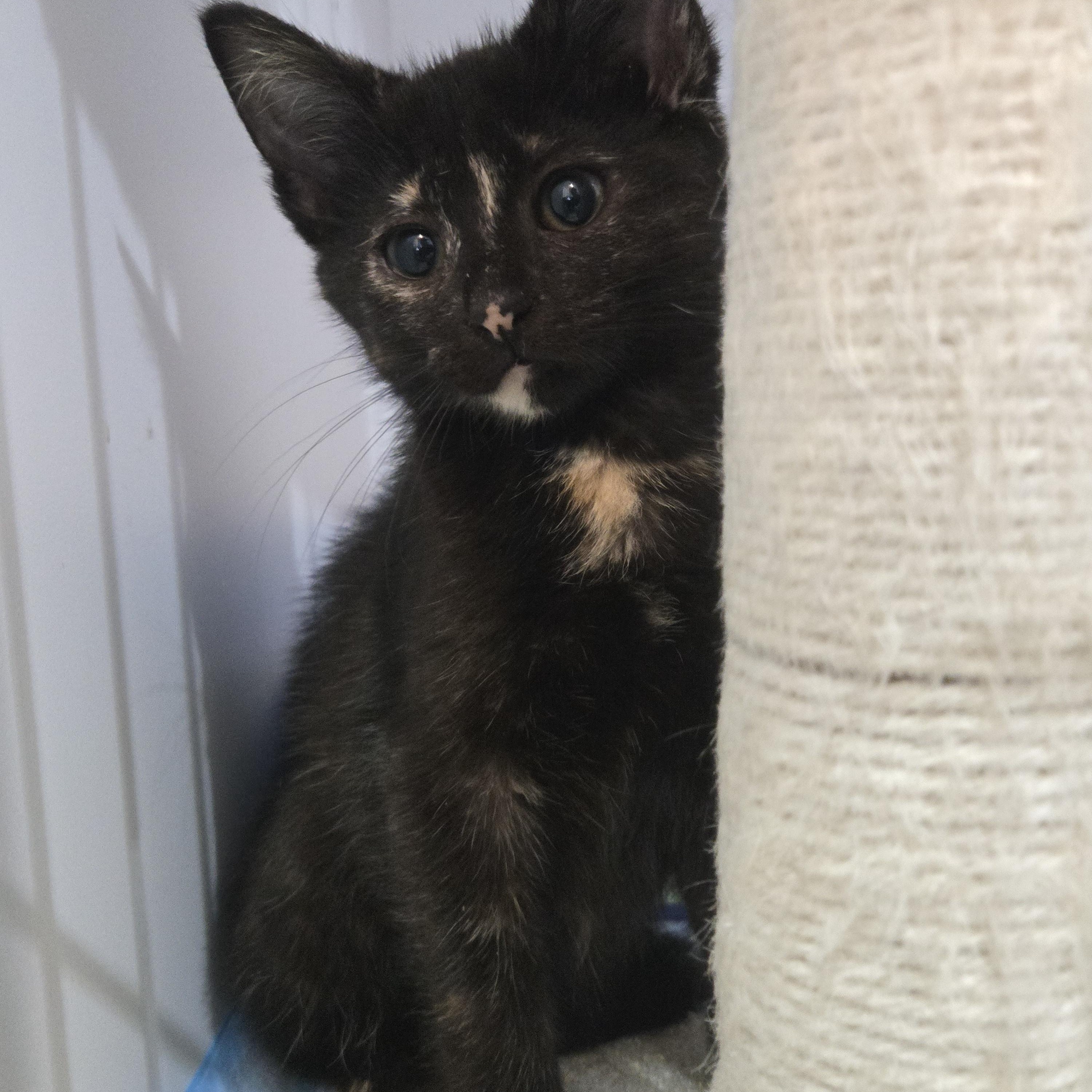 Enlarge Zita, a Adoptable Domestic Short Hair in Reeseville, WI image 2/4