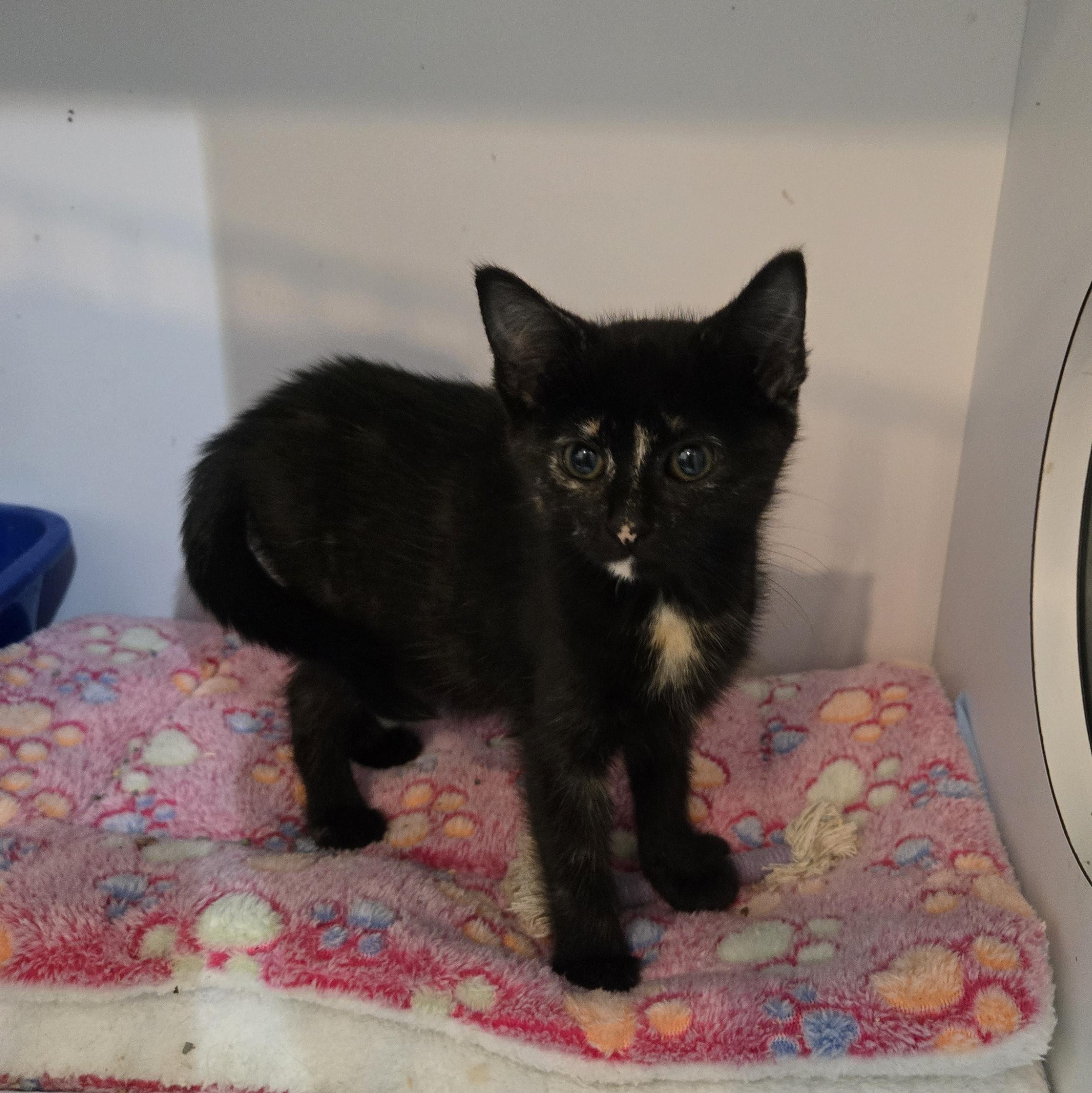 Enlarge Zita, a Adoptable Domestic Short Hair in Reeseville, WI image 3/4