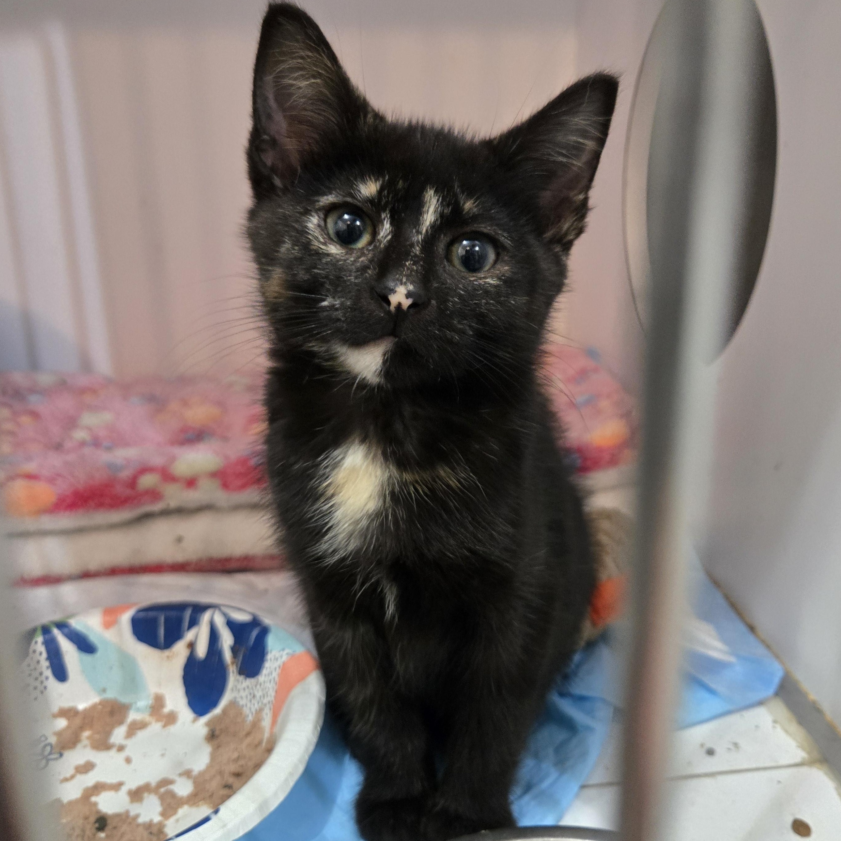 Enlarge Zita, a Adoptable Domestic Short Hair in Reeseville, WI image 1/4