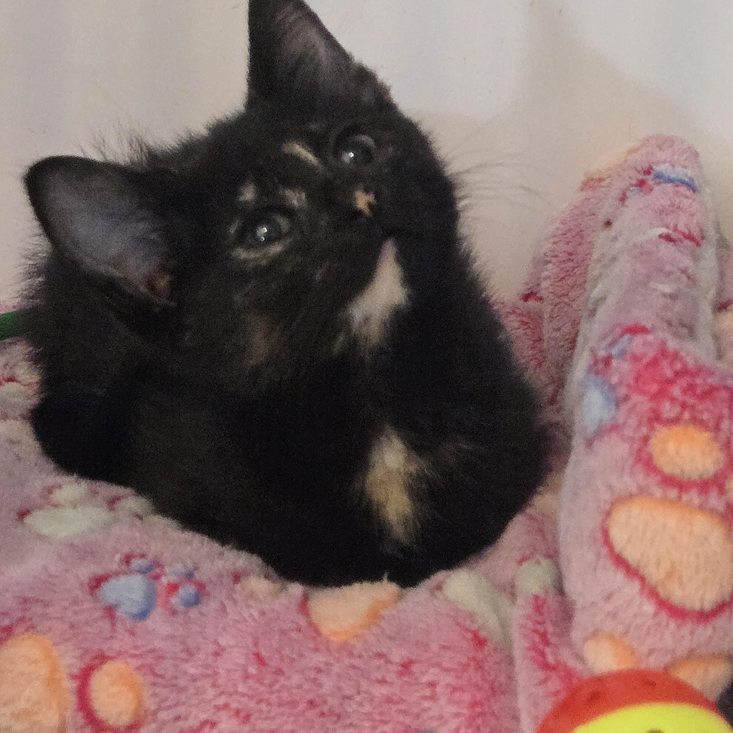 Enlarge Zita, a Adoptable Domestic Short Hair in Reeseville, WI image 4/4