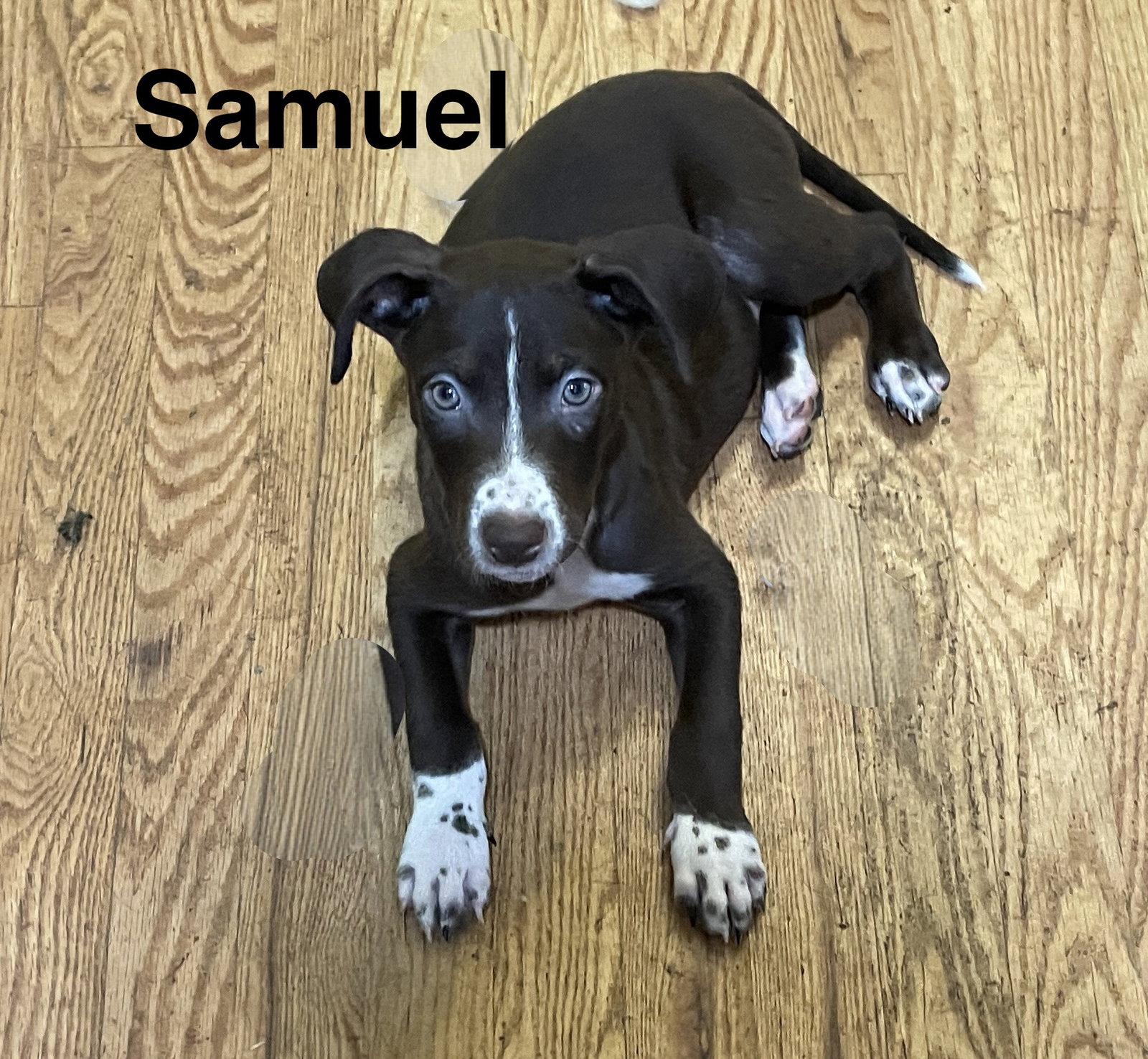 Samuel, Adoptable, Puppy Male Mixed Breed.