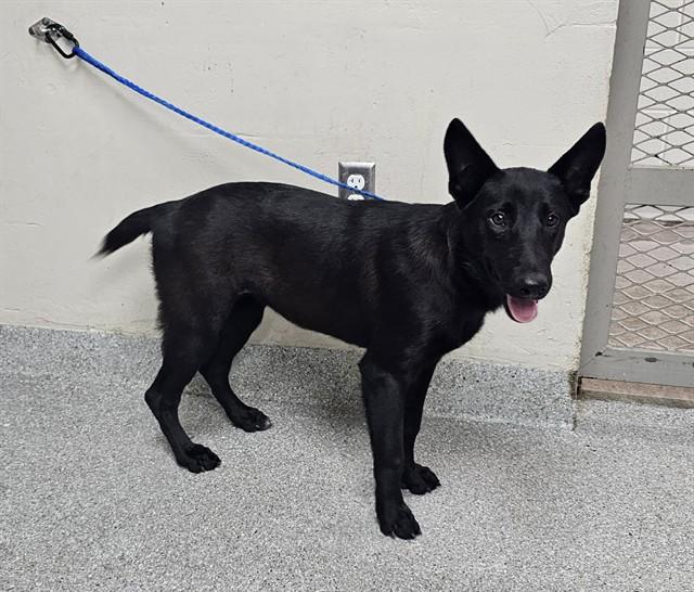 SKY, Adoptable, Young Female German Shepherd Dog & Mixed Breed.