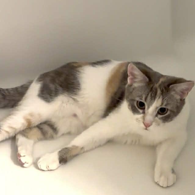 Mercedes, a Adoptable Domestic Medium Hair in Calgary, AB image 1/6