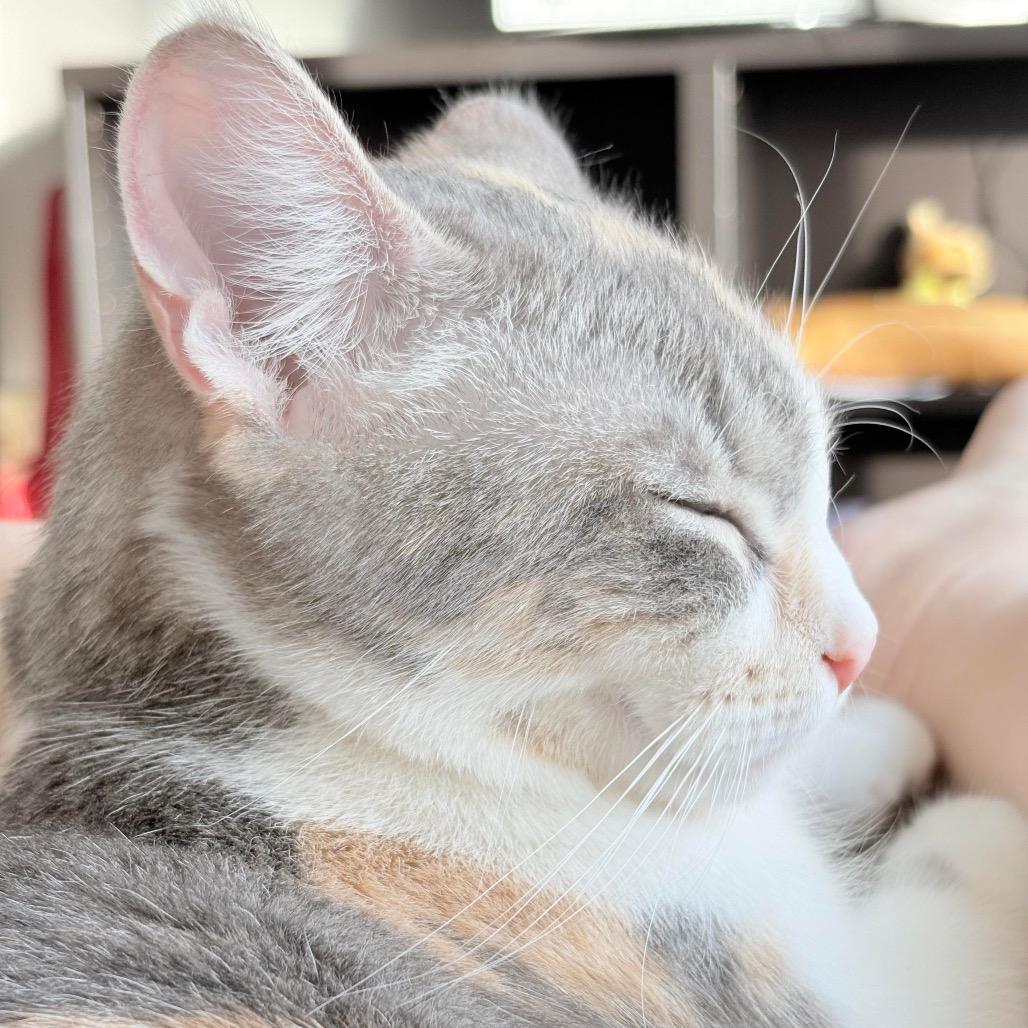 Mercedes, a Adoptable Domestic Medium Hair in Calgary, AB image 2/6