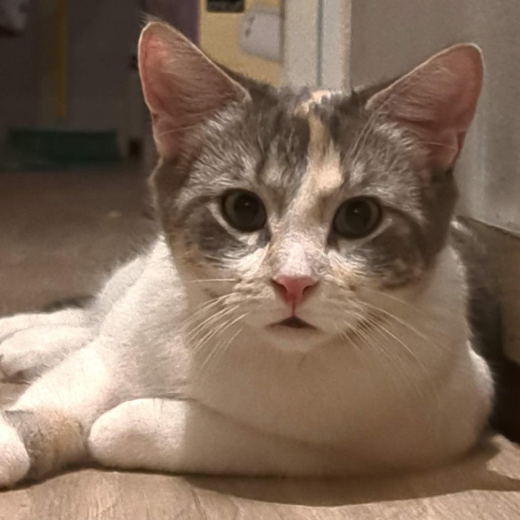 Mercedes, a Adoptable Domestic Medium Hair in Calgary, AB image 3/6