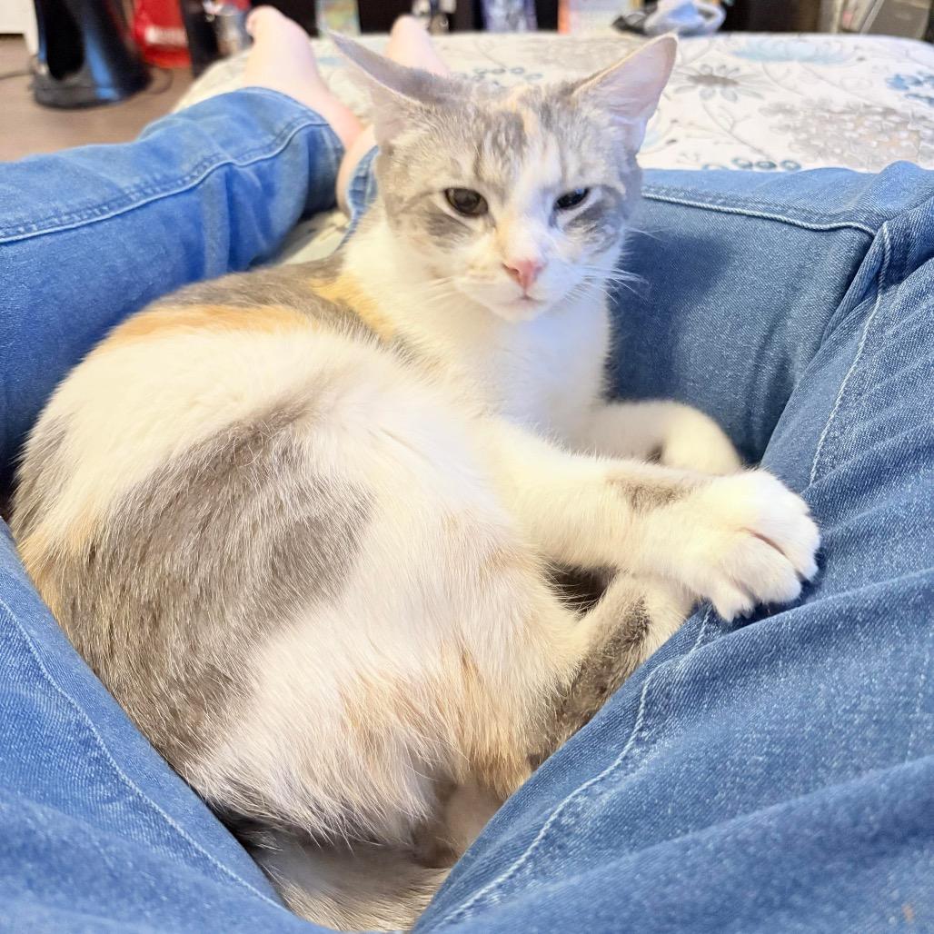 Mercedes, a Adoptable Domestic Medium Hair in Calgary, AB image 4/6