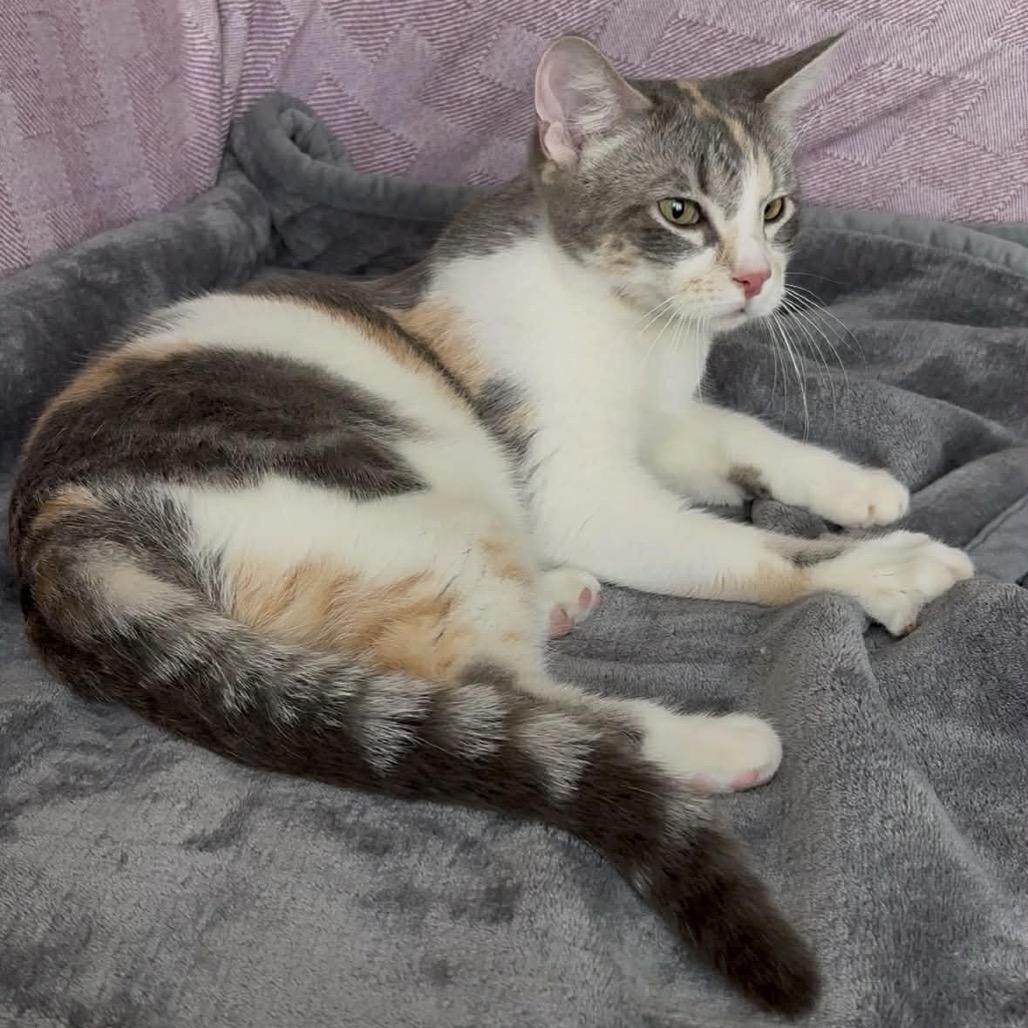 Mercedes, a Adoptable Domestic Medium Hair in Calgary, AB image 5/6