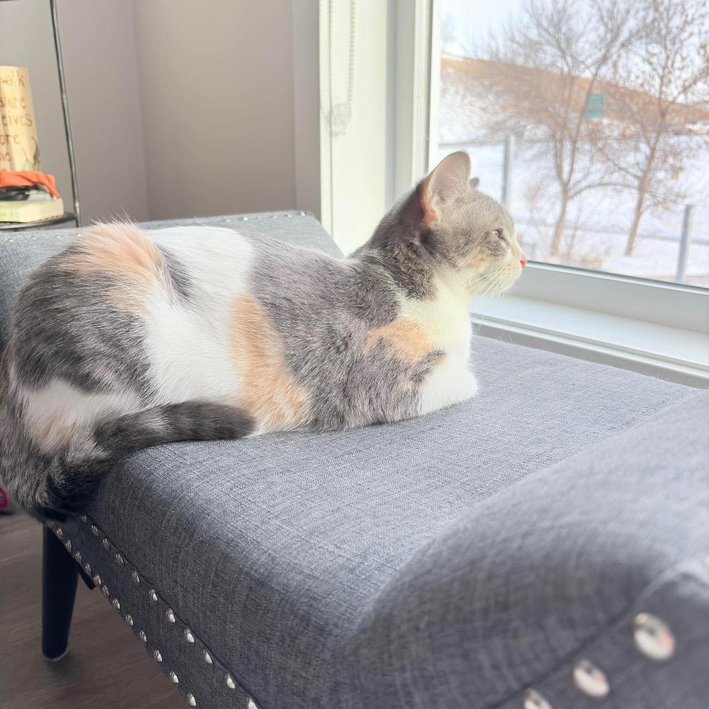 Mercedes, a Adoptable Domestic Medium Hair in Calgary, AB image 6/6