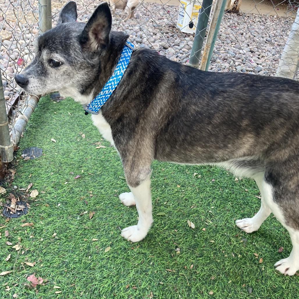 Enlarge Gus/Courtesy Post, a Adoptable mixed breed in Long Beach, CA image 3/4